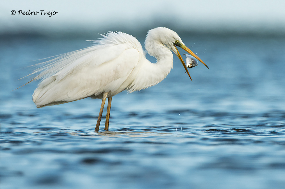 Garceta grande (Egretta alba)